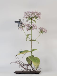 Valerian with Spice Bush Swallowtail