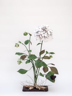 White Dahlia with Red Satyr