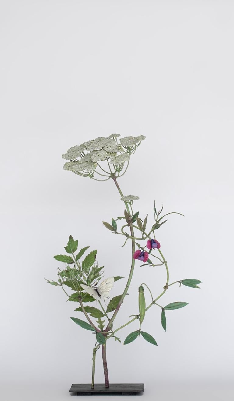 Wild Carrot with Morpho Butterfly