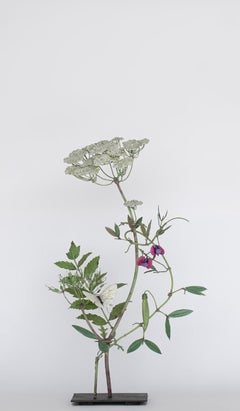 Wild Carrot with Morpho Butterfly