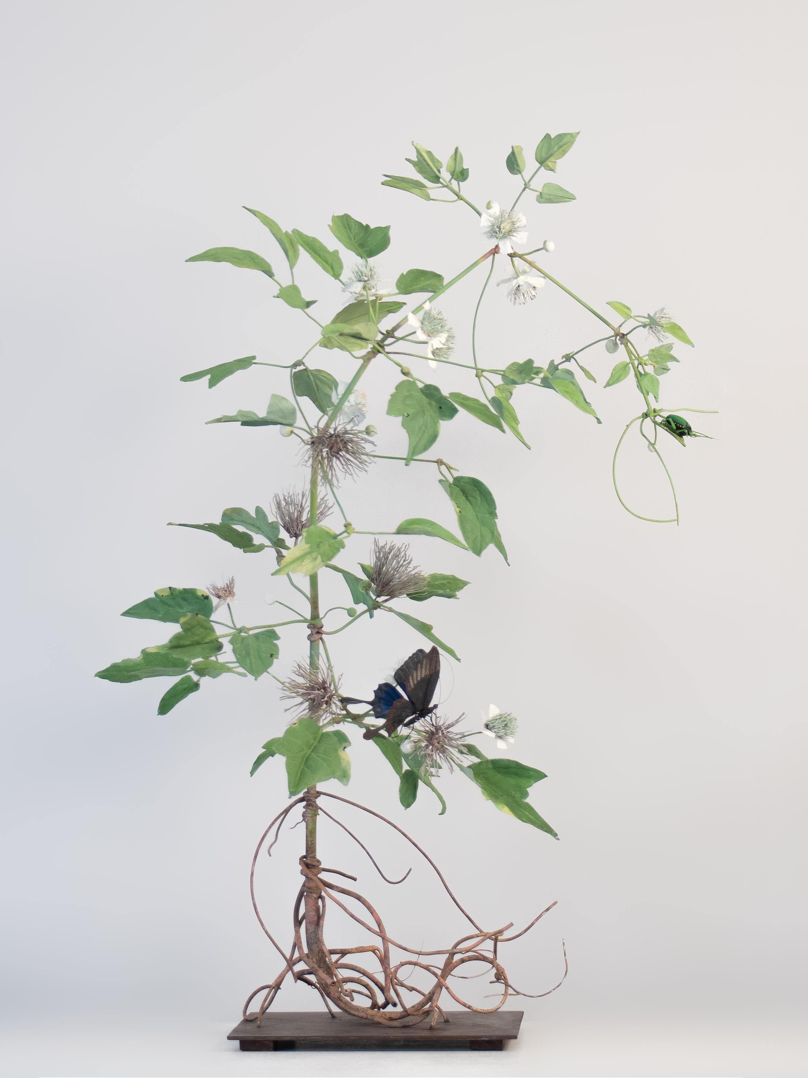 Carmen Almon Still-Life Sculpture - Wild Clematis with Green Beetle and Ulysses Swallowtail