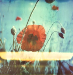 New Poppy #01 [From the series Wild Things]