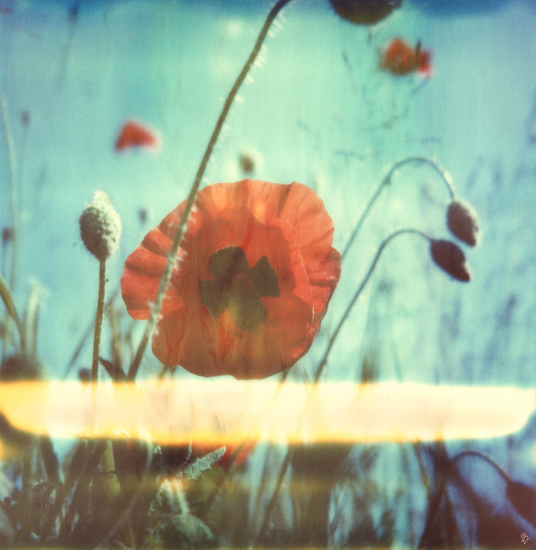 Carmen de Vos Landscape Photograph - New Poppy #01 [From the series Wild Things]
