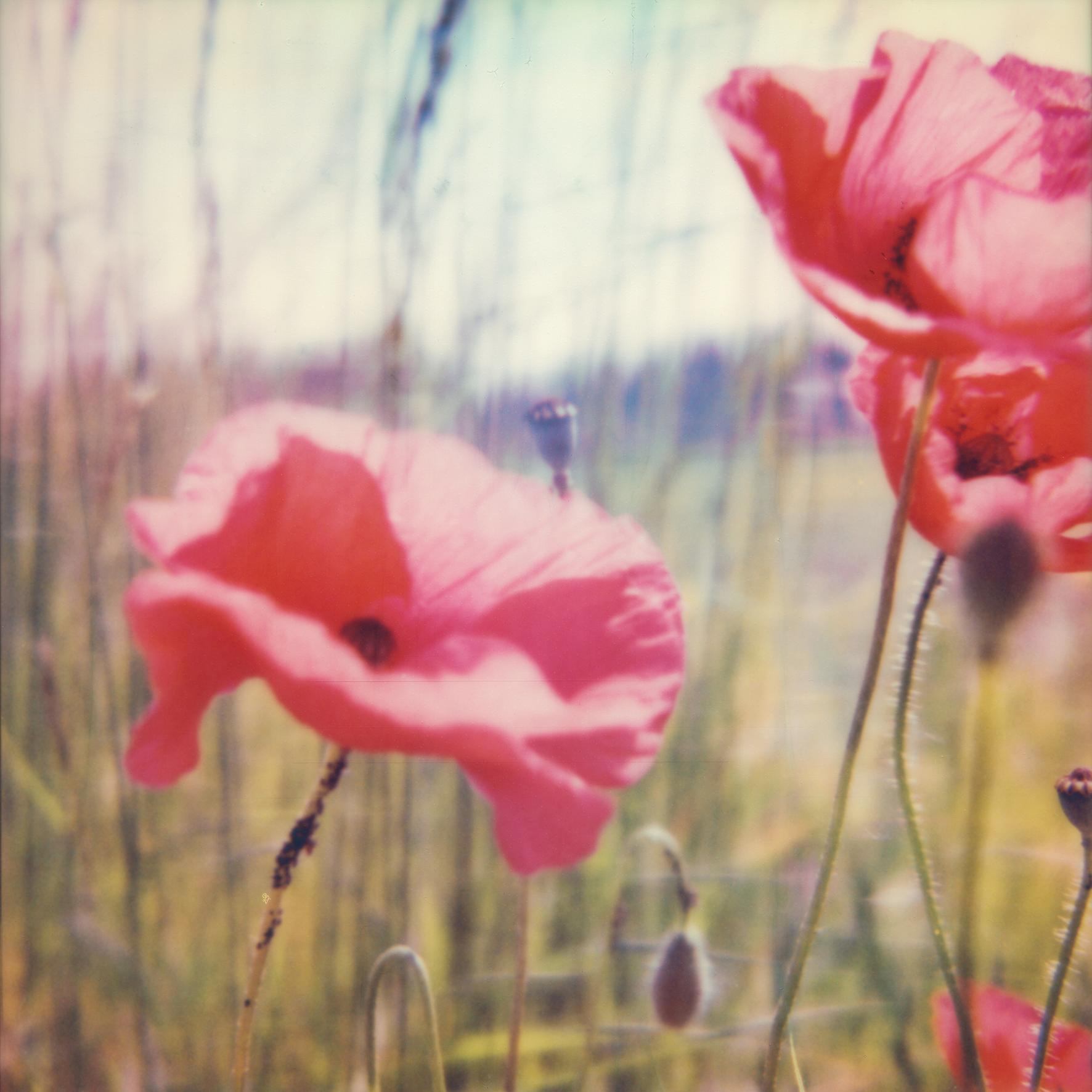 Carmen de Vos Landscape Photograph - Poppy Realm #01 Contemporary, Landscape, flower, Polaroid, Photograph, expired