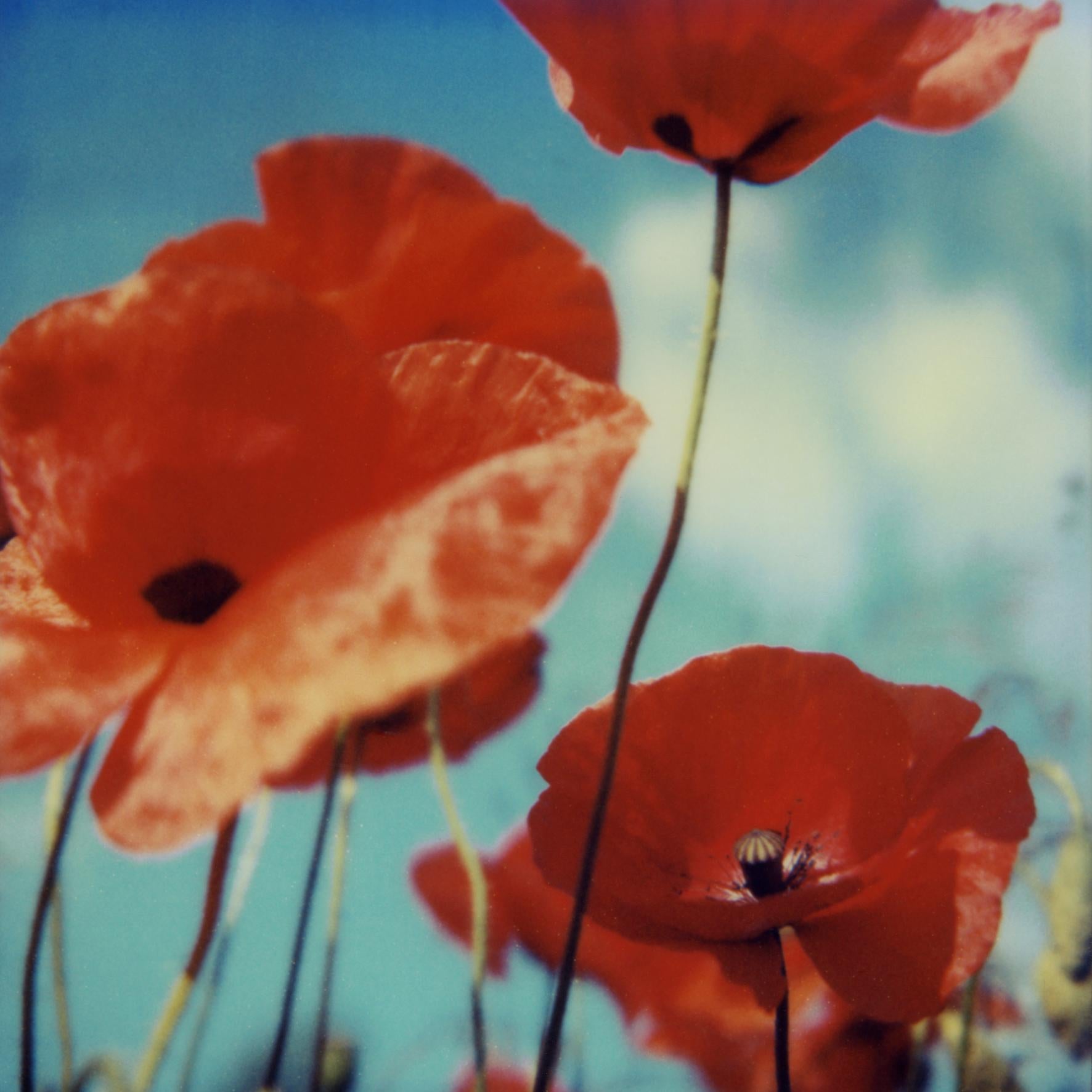 Carmen de Vos Color Photograph – Poppy Realm #01 [Aus der Serie Wild Dinge]