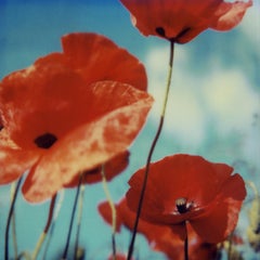 Poppy Realm #01 [From the series Wild Things]