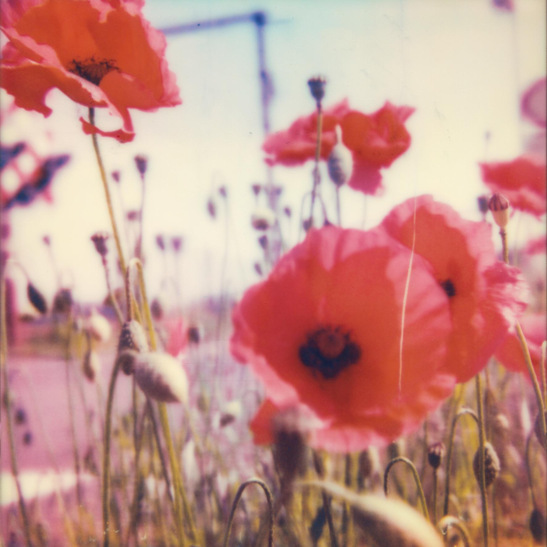 Carmen de Vos Landscape Photograph – Poppy Realm #02 [Aus der Serie Wild Dinge]