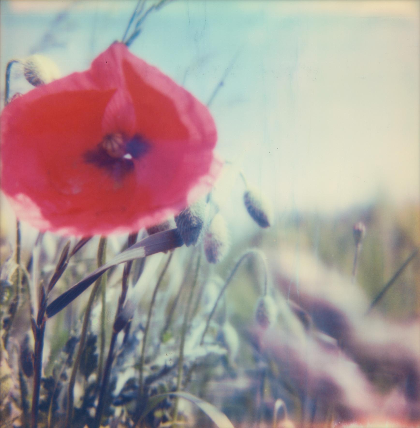 Carmen de Vos Color Photograph – Poppy Realm #03 [Aus der Serie Wild Dinge]
