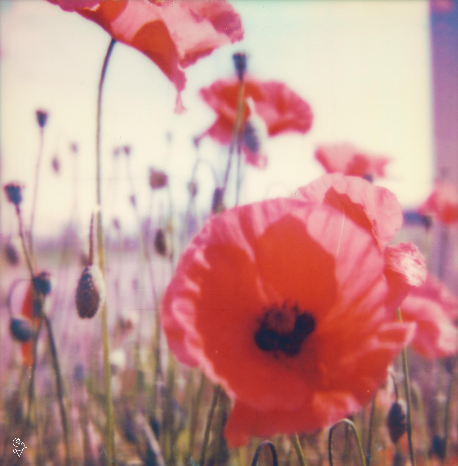 Carmen de Vos Landscape Photograph - Poppy Realm #04 [From the series Wild Things]