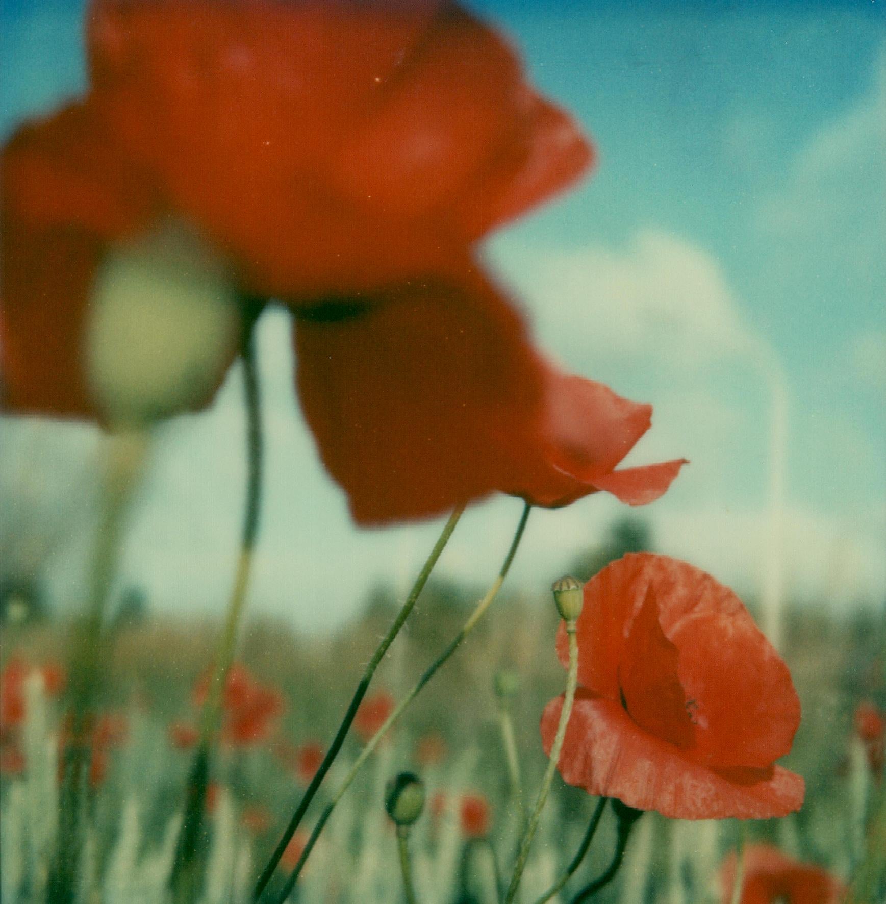 Poppy Realm #10 [From the series Wild Things]