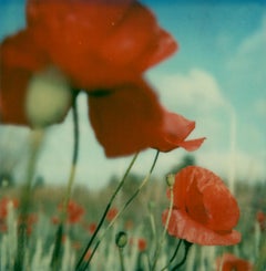 Poppy Realm #10 [From the series Wild Things]