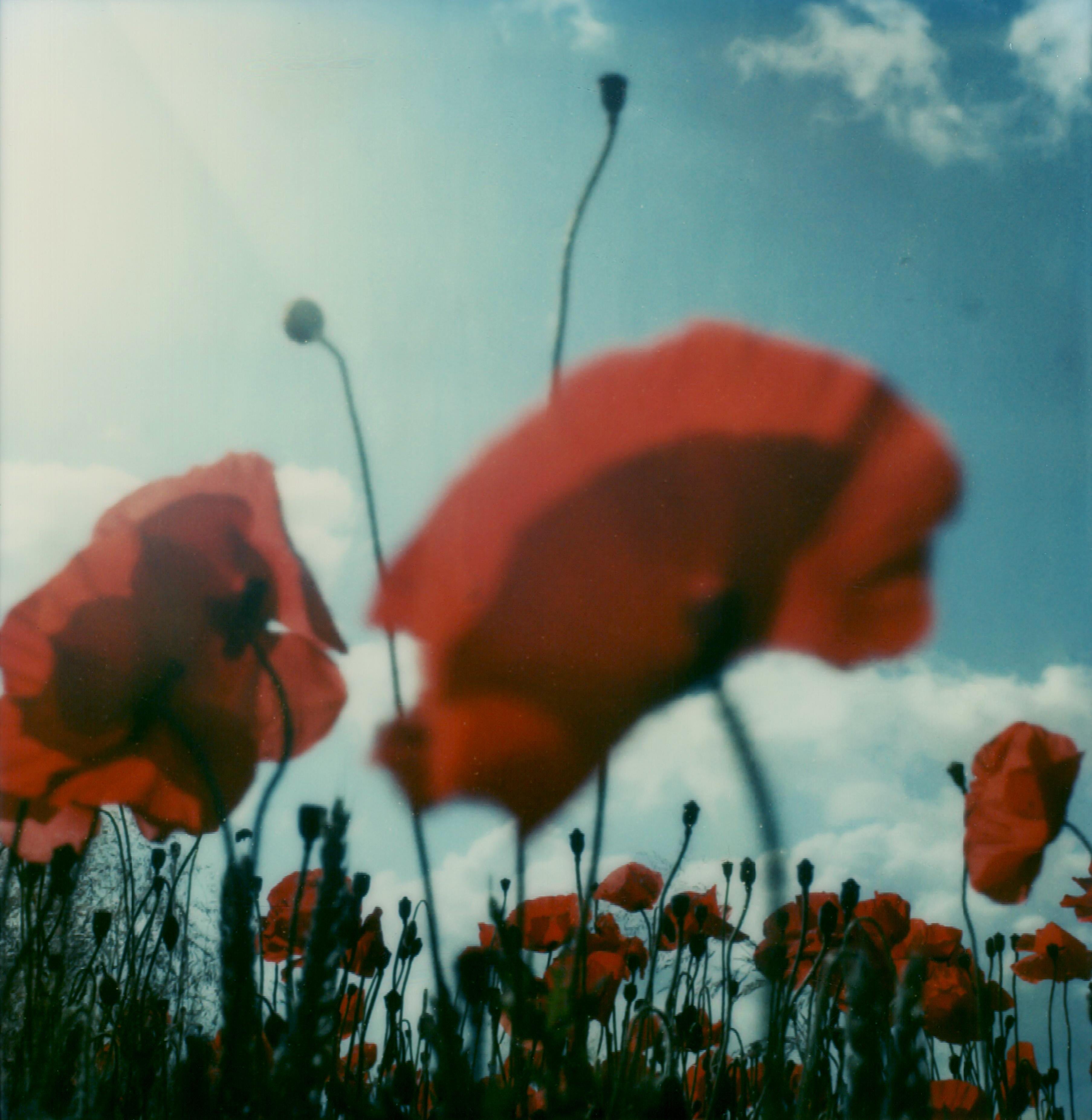 Poppy Realm #04 [From the series Wild Things]