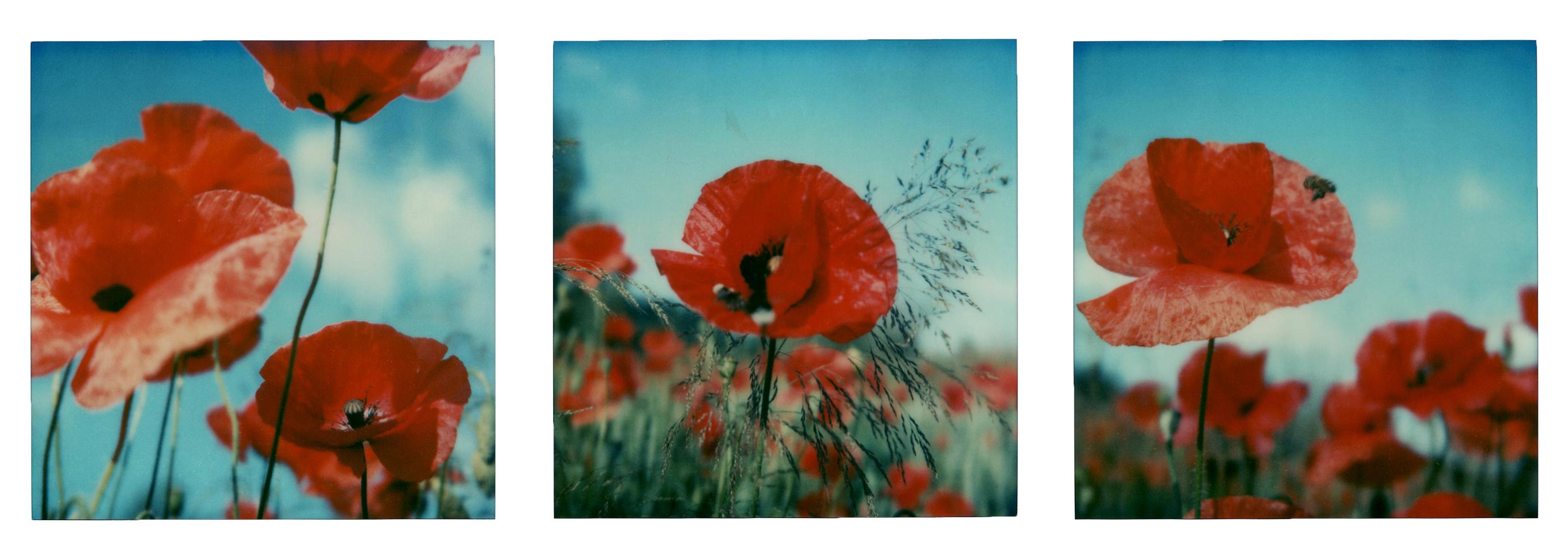 Poppy Realm #ROW [From the series Wild Things]