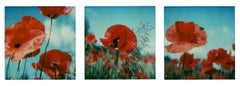 Poppy Realm #ROW [From the series Wild Things]