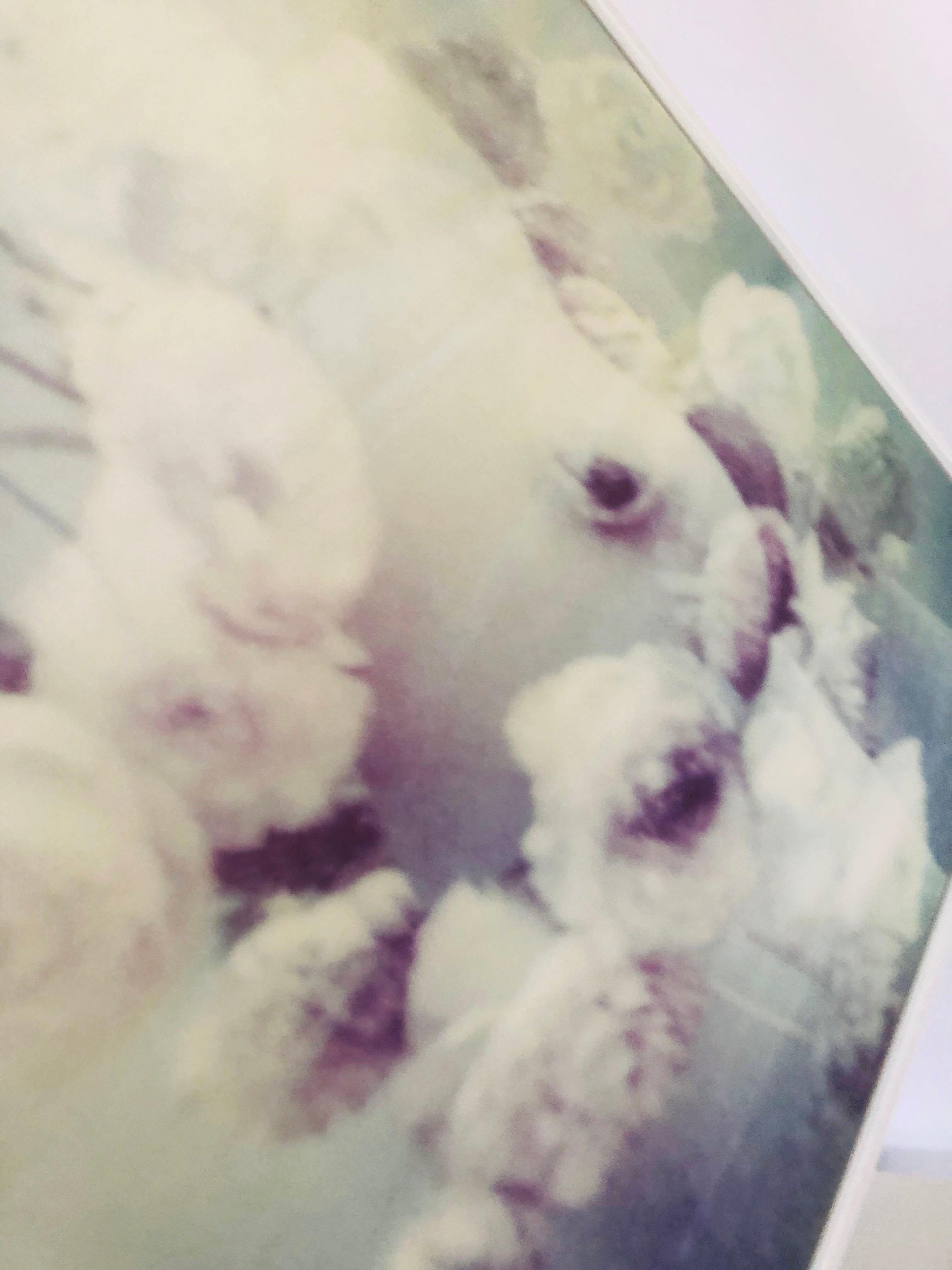 RANONKEL #Diptychon, 2009
[Aus der Serie Need to Be]
Veröffentlicht in ihrem Buch The Eyes of the Fox, 2018

30x40cm pro Stück, 70x40cm installiert.
Digitaler Archivierungspigmentdruck nach einem Polaroid
zur Museumsqualität 
PHOTO RAG ® ULTRA
