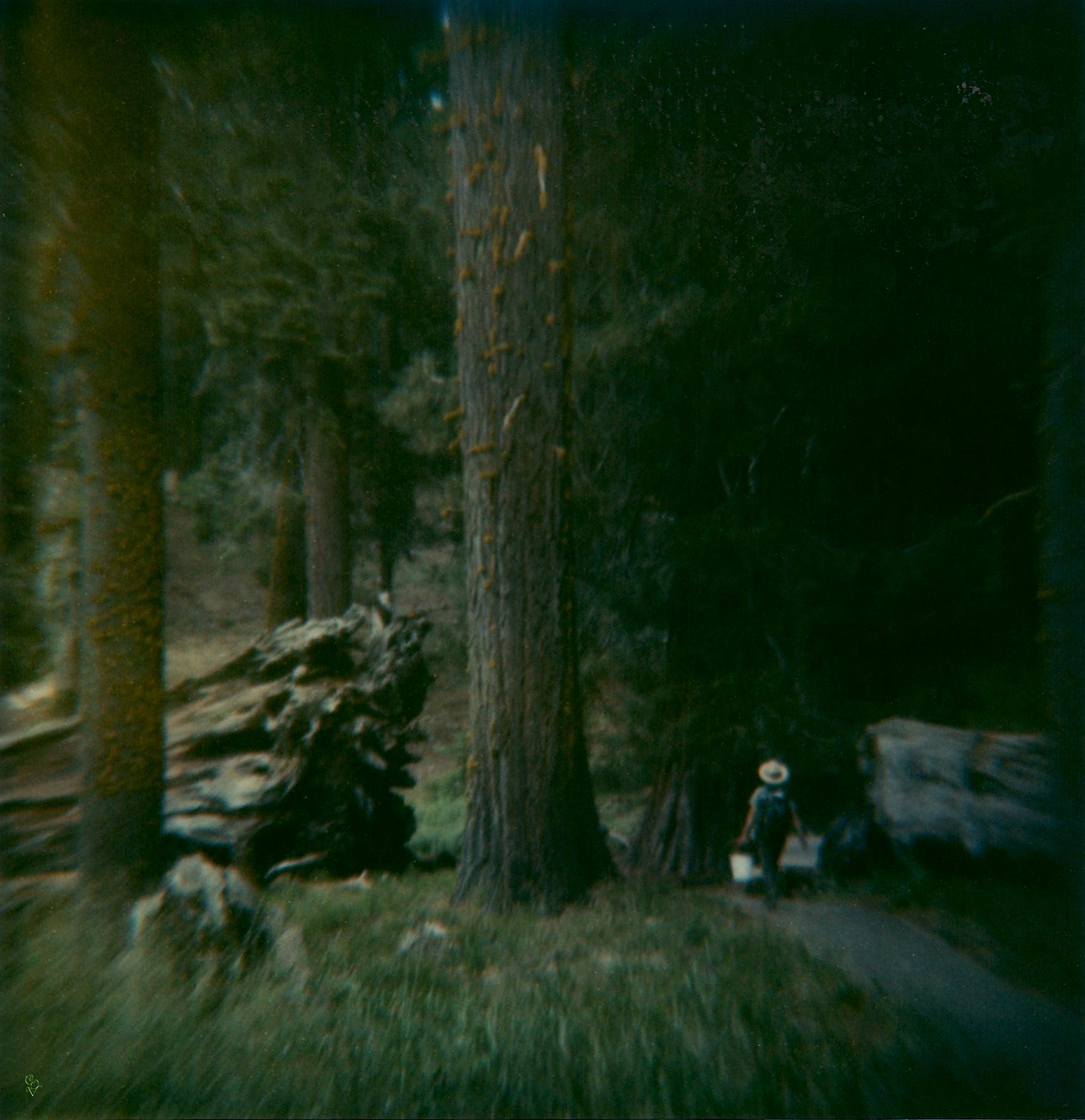 Carmen de Vos Color Photograph - Sequoia #121 (US Road trip Diary) - Polaroid, Landscape, US, Color
