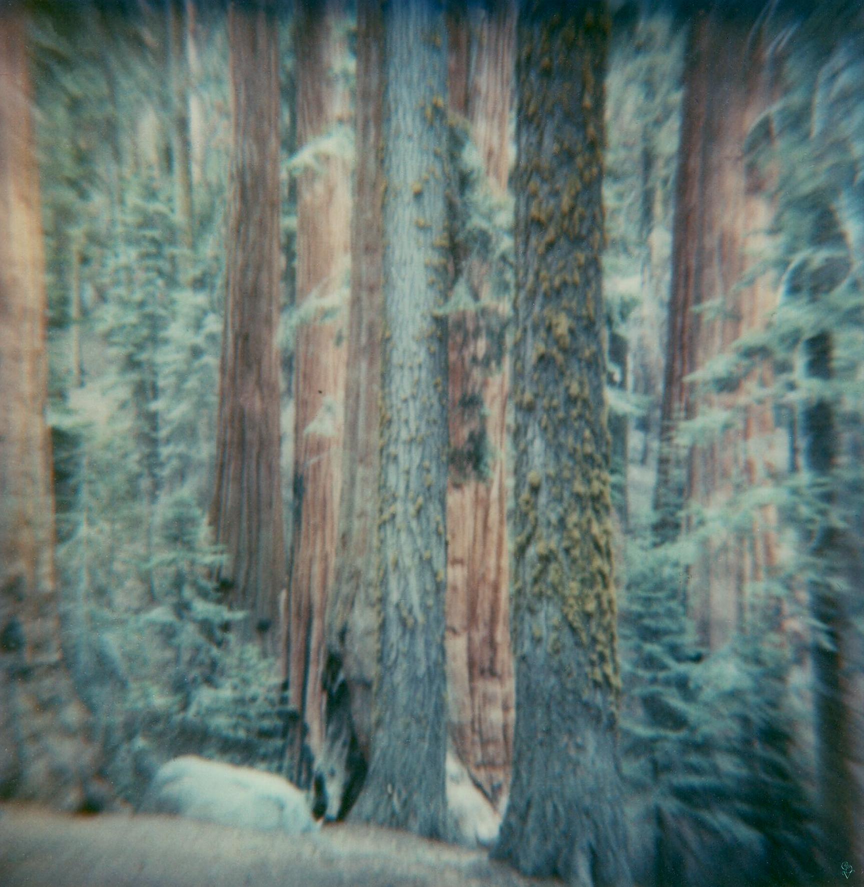 Carmen de Vos Color Photograph - Sequoia #125 (US Road trip Diary) - Polaroid, Landscape, US, Color