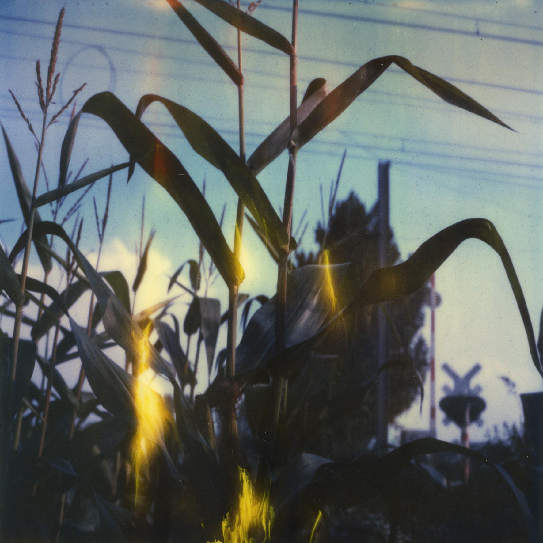 The Cornfield - Scene One, 2007/2018, Edition 1/3 plus 1 Artist Proof, 
16 pieces each 30x30cm, installed with gaps 135x135cm. Digital color prints based on 16 original Polaroids, mounted on dilite 2mm - with matte UV-Protection, Alu profiles on the