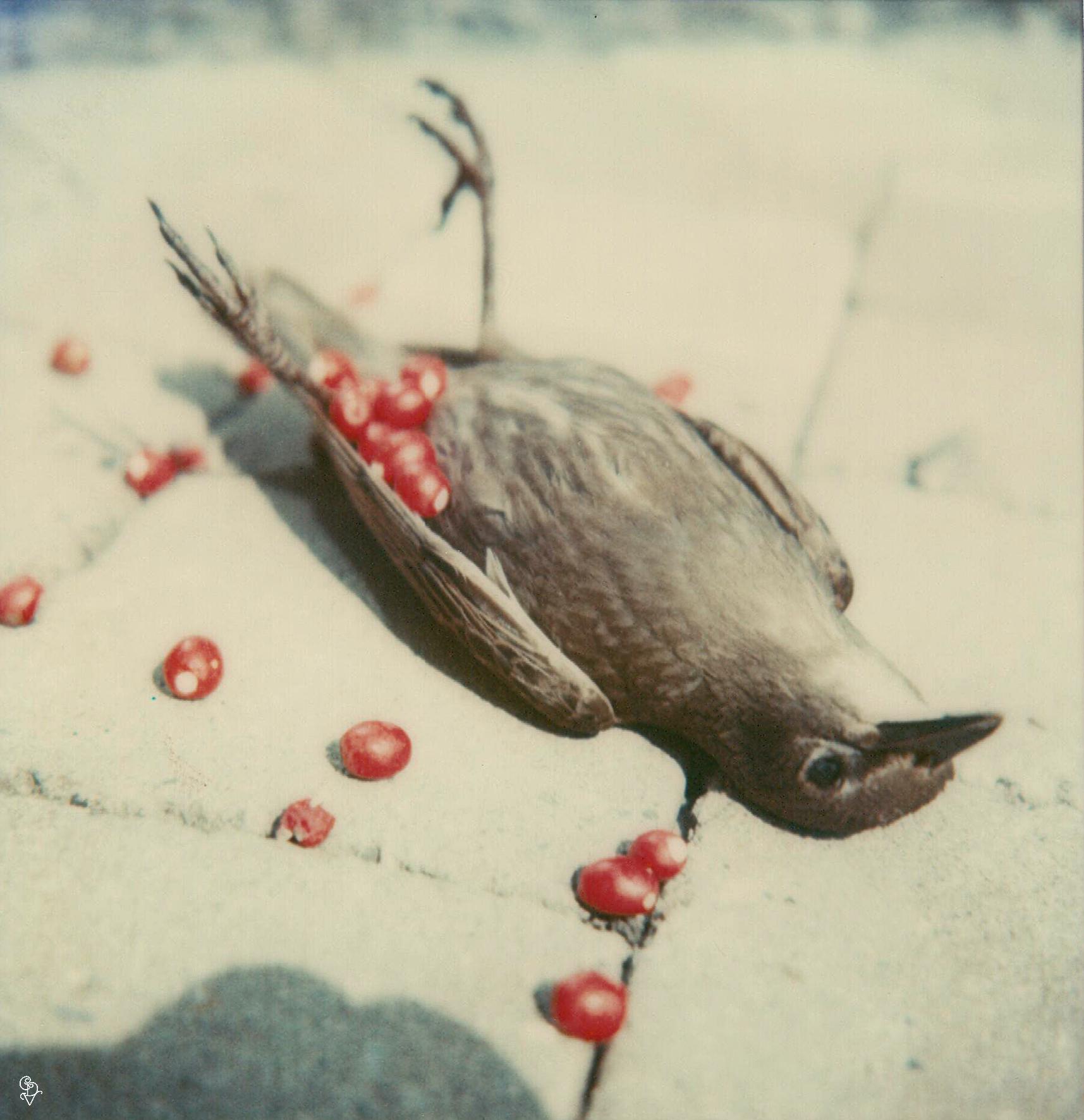 Carmen de Vos Figurative Photograph – The Hunter 01 [Aus der Serie Wild Dinge] - Polaroid, Zeitgenössisch, Farbe