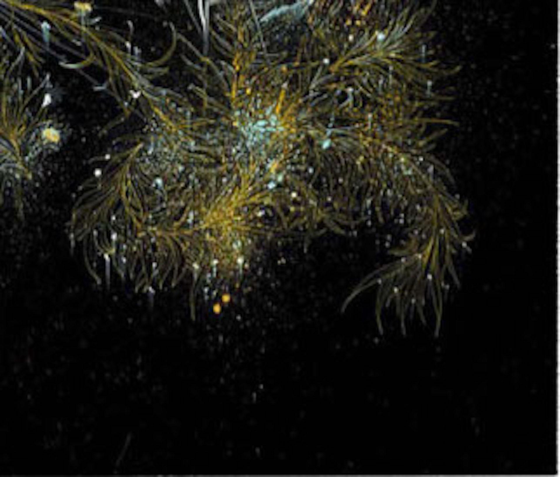 Carne Griffiths - « By The Night », art stylisé, impression en édition limitée en vente 1