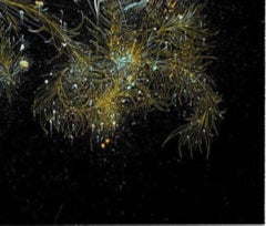 By The Night, Carne Griffiths, Stylised Art, Limited Edition Print