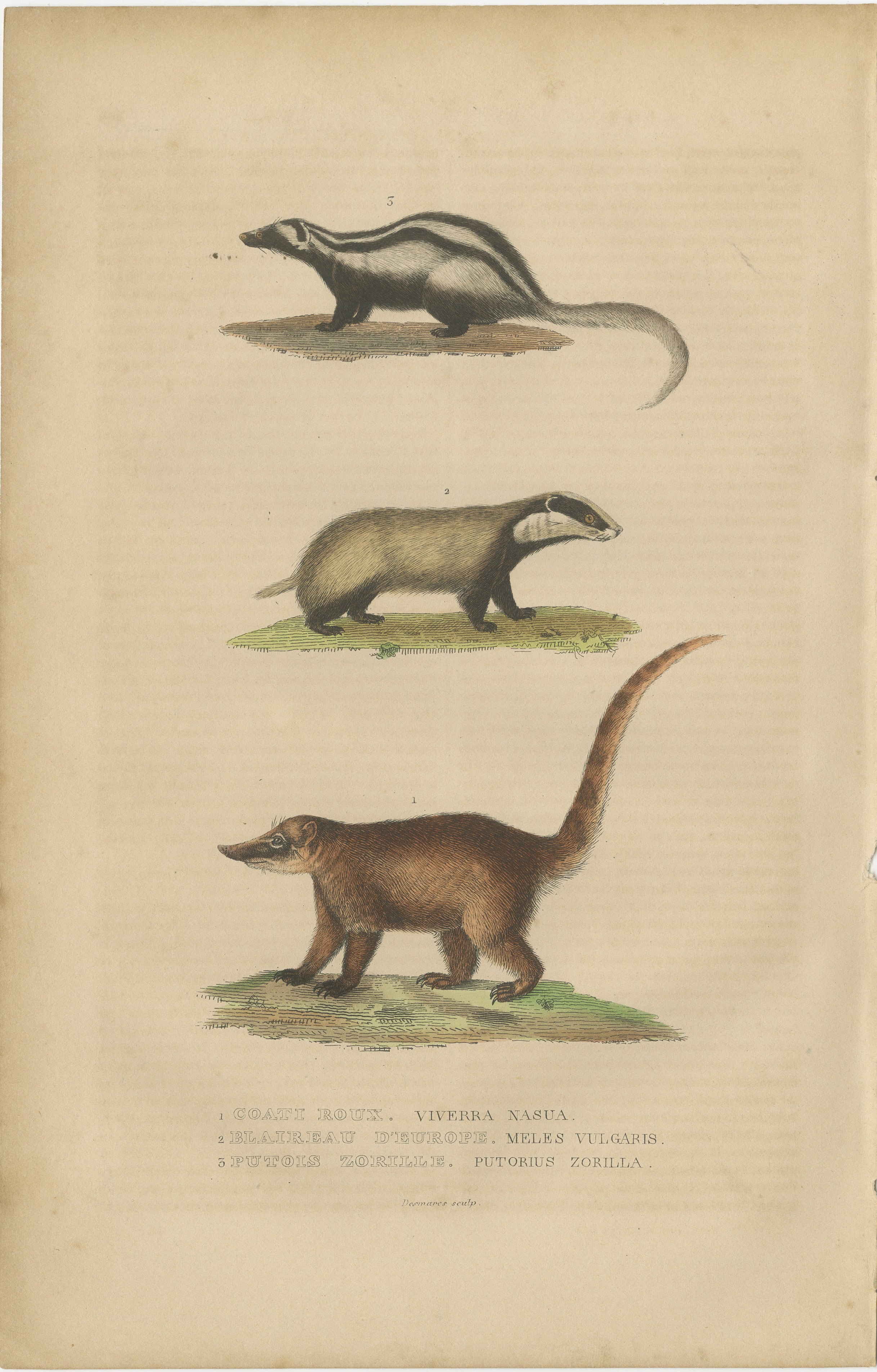 The image is a hand-colored engraving from the 'Dictionnaire Classique des Sciences Naturelles' by Pierre Auguste Joseph Drapiez, published in 1845. It features three species of small to medium-sized mammals:

1. **Viverra nasua** - This is likely