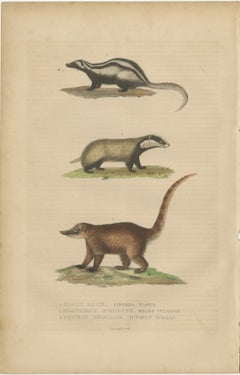 Carnivores of Field and Forest: Coati, European Badger and Striped Polecat, 1845
