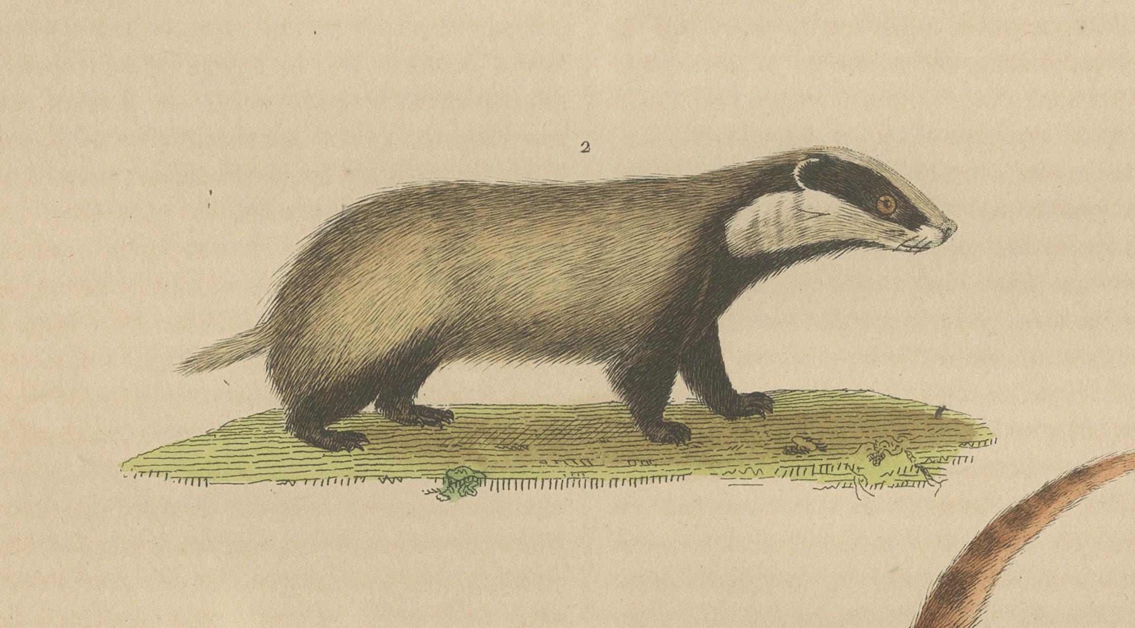 Carnivores of Field and Forest: Coati, European Badger and Striped Polecat, 1845 In Good Condition For Sale In Langweer, NL