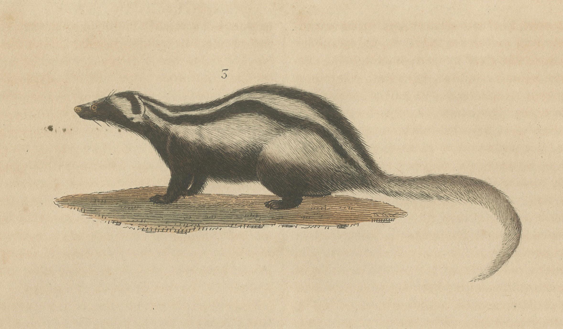 Mid-19th Century Carnivores of Field and Forest: Coati, European Badger and Striped Polecat, 1845 For Sale