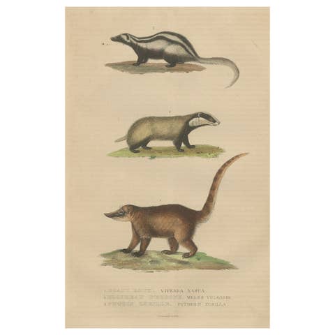 Carnivores of Field and Forest: Coati, European Badger and Striped Polecat, 1845