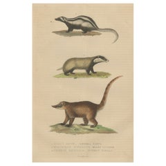 Carnivores of Field and Forest: Coati, European Badger und gestreifter Polecat, 1845