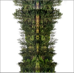 Photomontage Archival Print by Carol Bouyoucos 'Dark Forest'