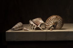 Coquillage 2 by Carol Descordes, Framed Marine Life Still Life Photograph