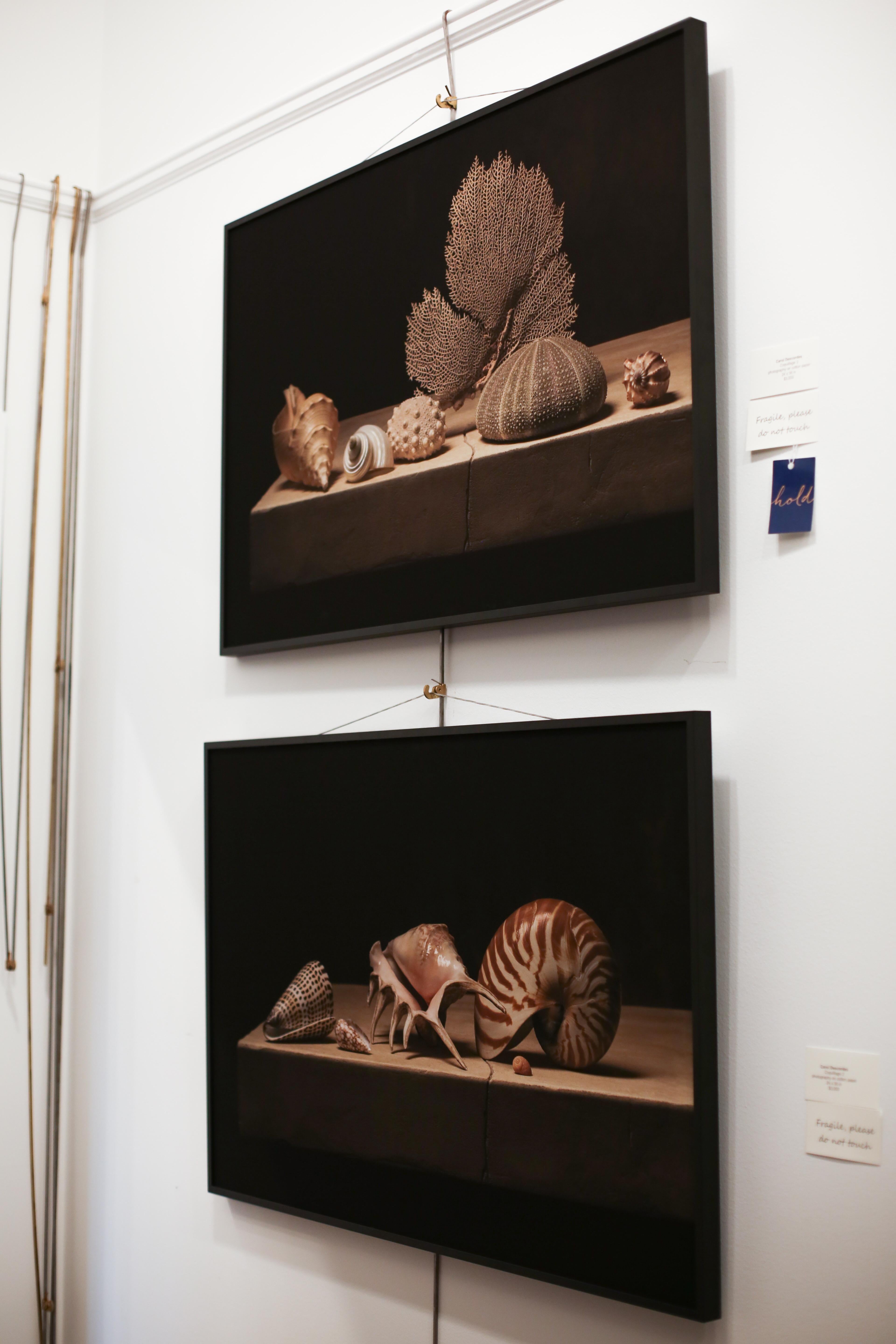 Coquillage 3 par Carol Descordes, photographie encadrée de nature morte marine 1