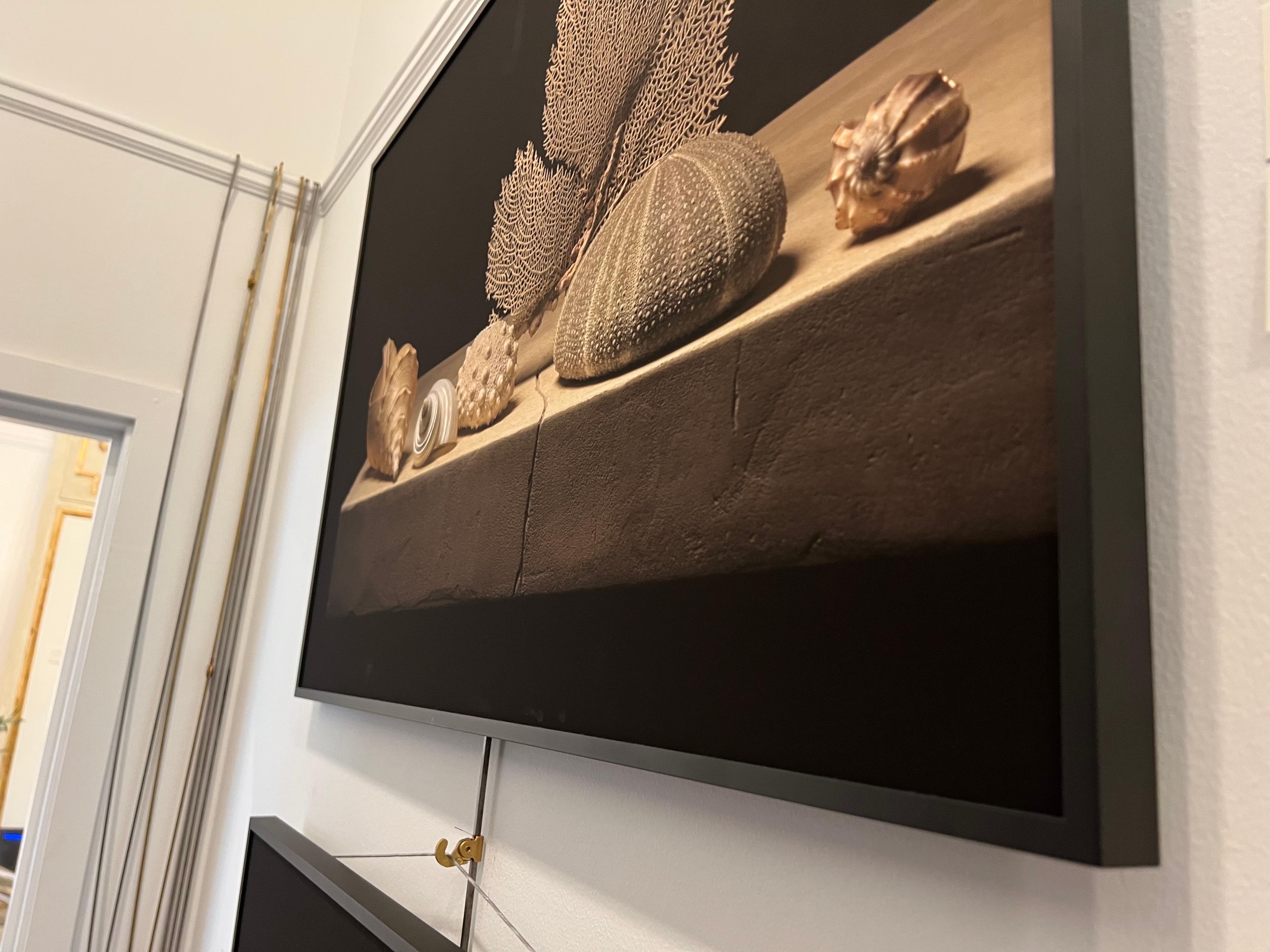 Coquillage 3 par Carol Descordes, photographie encadrée de nature morte marine 2