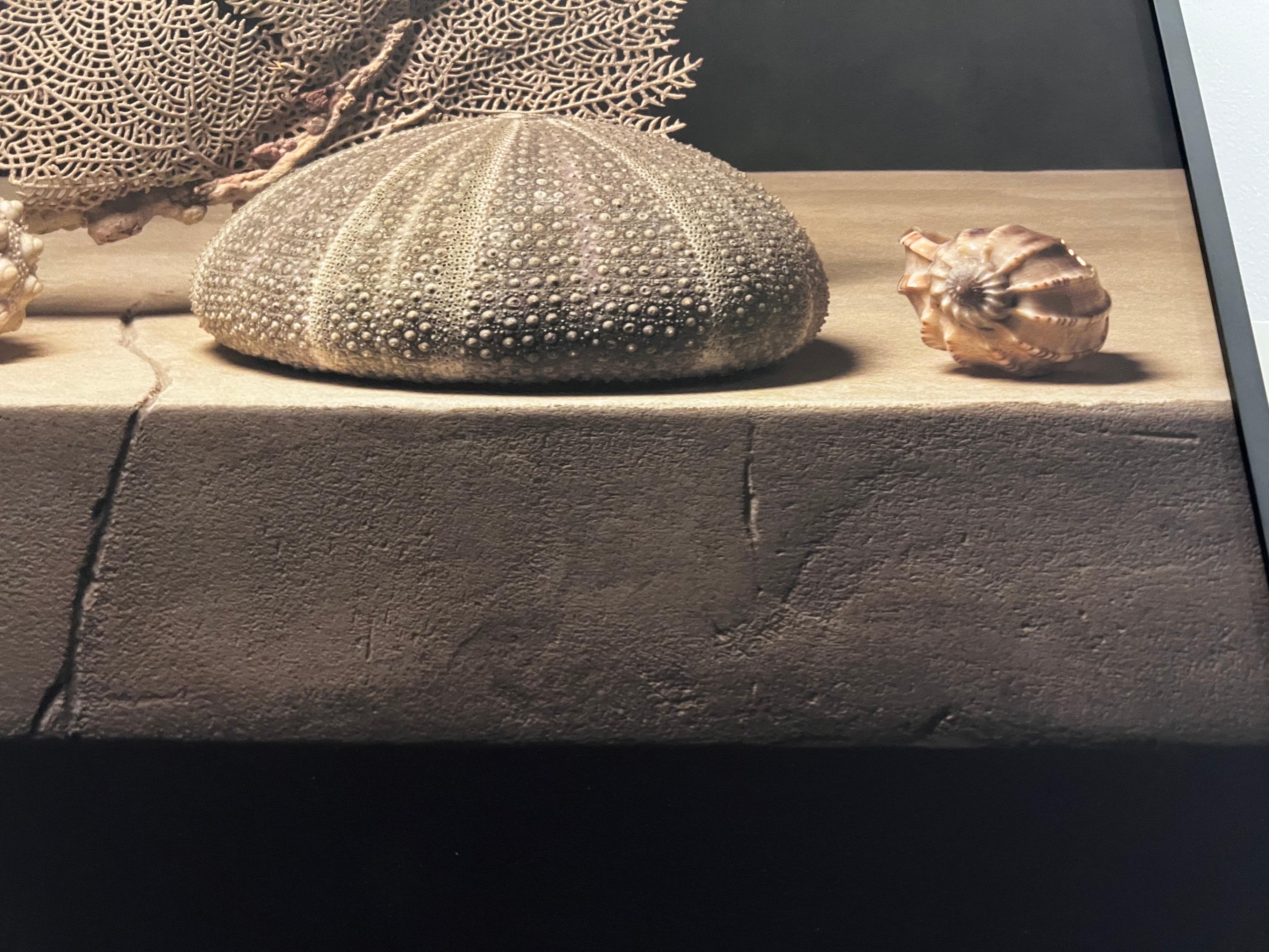 Coquillage 3 par Carol Descordes, photographie encadrée de nature morte marine 3