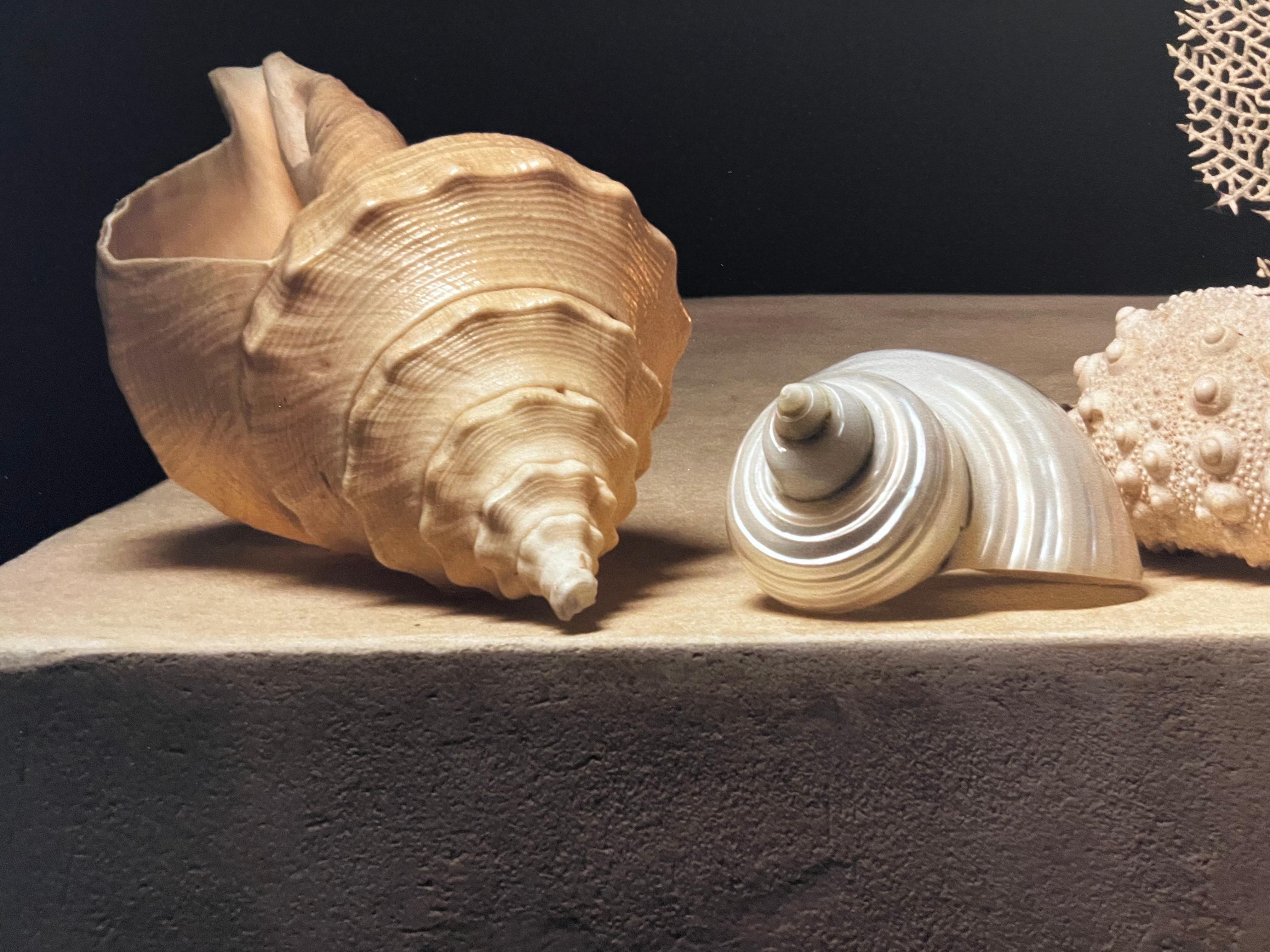 Coquillage 3 par Carol Descordes, photographie encadrée de nature morte marine 4