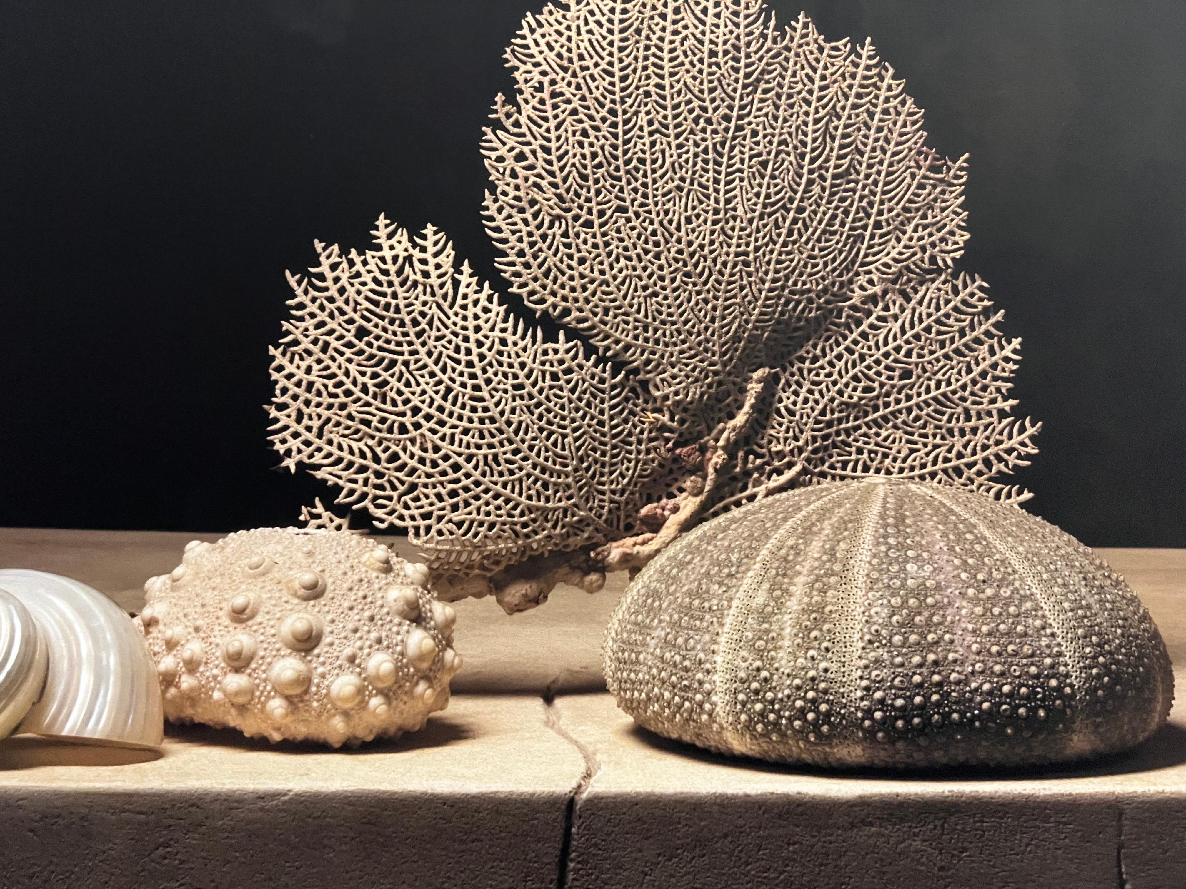 Coquillage 3 par Carol Descordes, photographie encadrée de nature morte marine 5