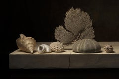 Coquillage 3 von Carol Descordes, gerahmte Stilllebenfotografie aus dem Meeresleben