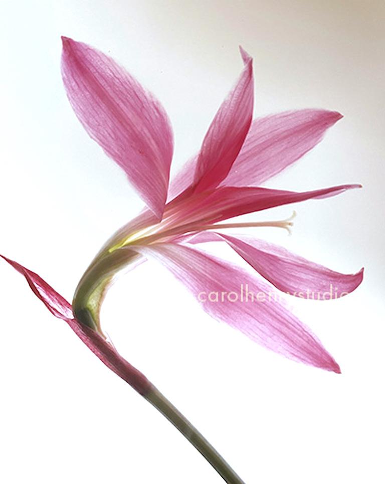 Carol Henry Still-Life Photograph - Bella Donna - Color Photograph Pink Flower Still Life