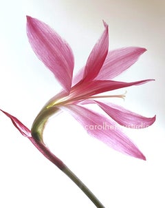 Bella Donna - Color Photograph Pink Flower Still Life