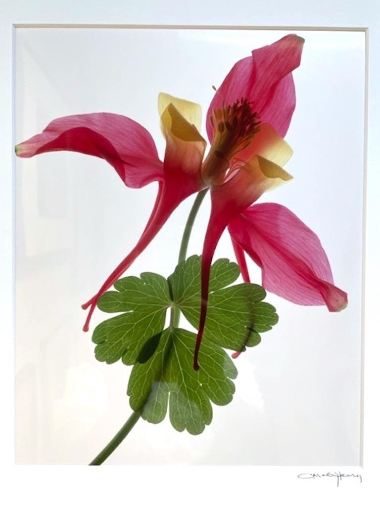 Carol Henry Color Photograph – Akelei Rot & Gelb, Blume