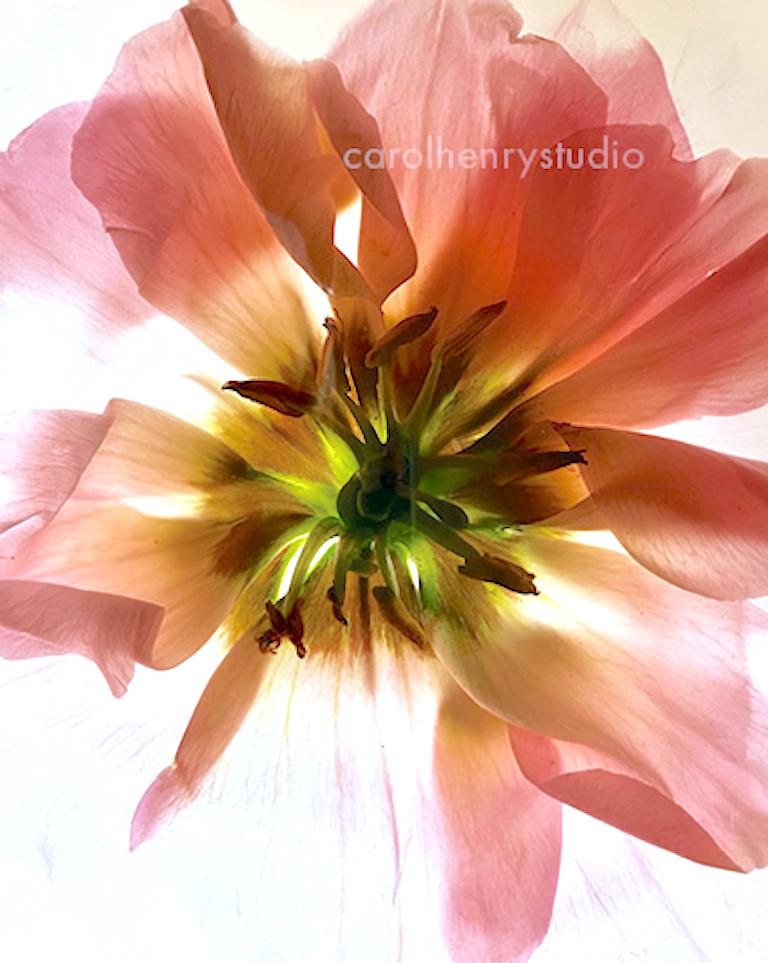 Carol Henry Color Photograph – Lisianthus Rosa Blume Still LIfe
