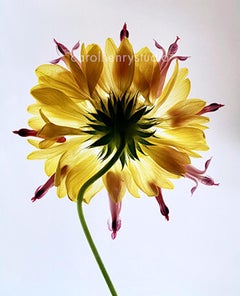 Sola (Yellow Flower)
