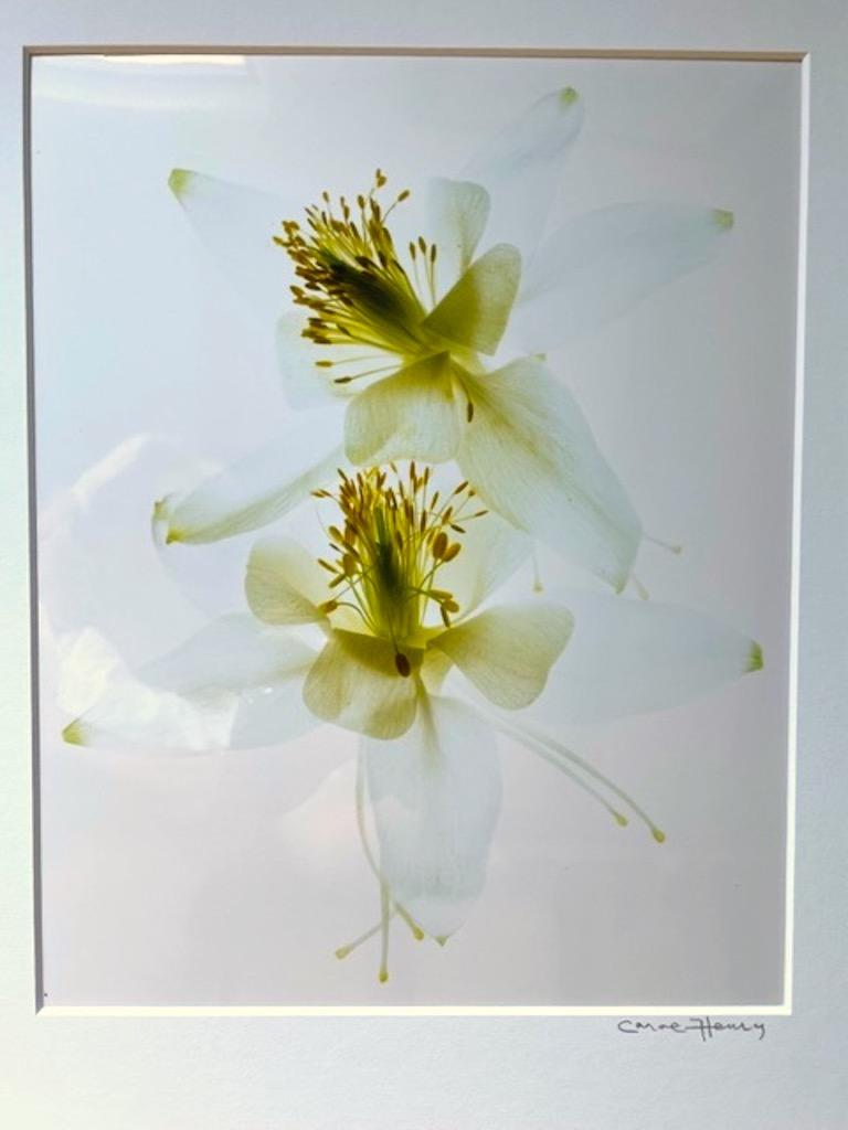 Carol Henry Color Photograph - White Colombine - Floral Study 