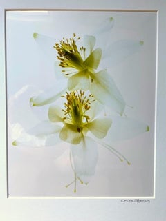 White Colombine - Floral Study 