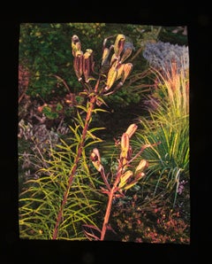 Bordado Contemporáneo Enmarcado, Textil Fotorrealista, Naturaleza, Plantas, Flores