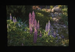 "Lupinos", Contemporáneo, Enmarcado, Bordado, Fotorrealismo, Naturaleza, Paisaje