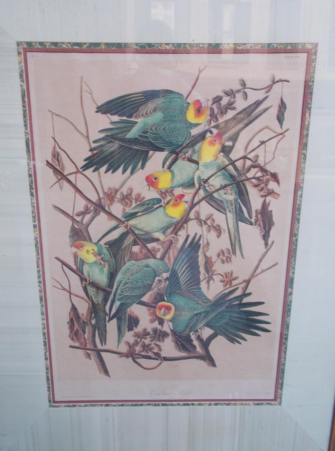 American Empire Carolina Parrot by John J . Audubon Chromolith J. Bien, NY Circa 1860 Plate 278