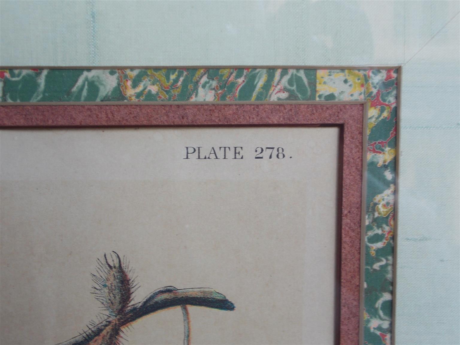American Carolina Parrot by John J . Audubon Chromolith J. Bien, NY Circa 1860 Plate 278